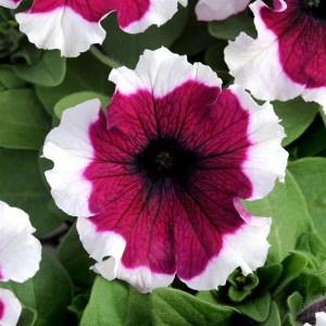 Dreams Burgundy Picotee